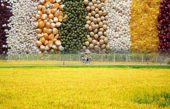 空氣能熱泵烘干機助力自動化農業發展，空氣能糧食烘干機十大優點